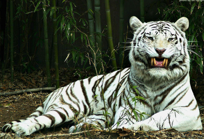 Galeria de Fotos Â» tigre-blanco