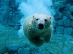 oso-polar-nadando